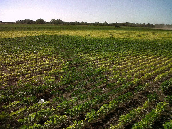 Field of soybeans with signs of yellow leaves