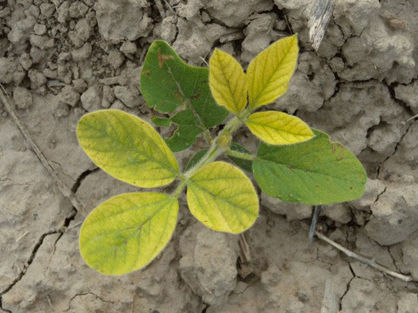 Yellowish leaves