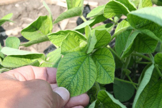 Soybean leaf with leaf chlorosis between the veins