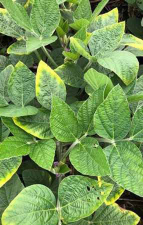 soybean leaves with signs of chlorosis