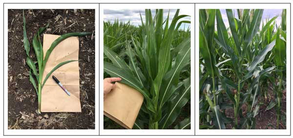 Three photos showing portions of the plant to sample