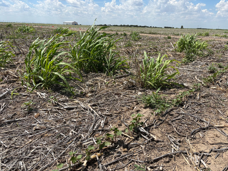 cotton field with weeds growing