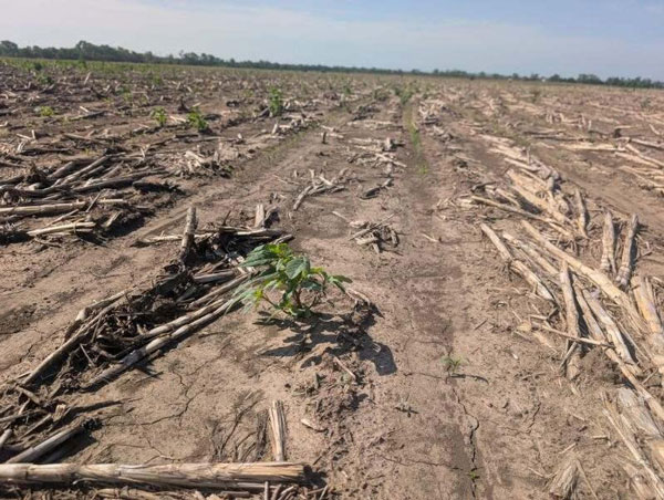 early sorghum field with weeds