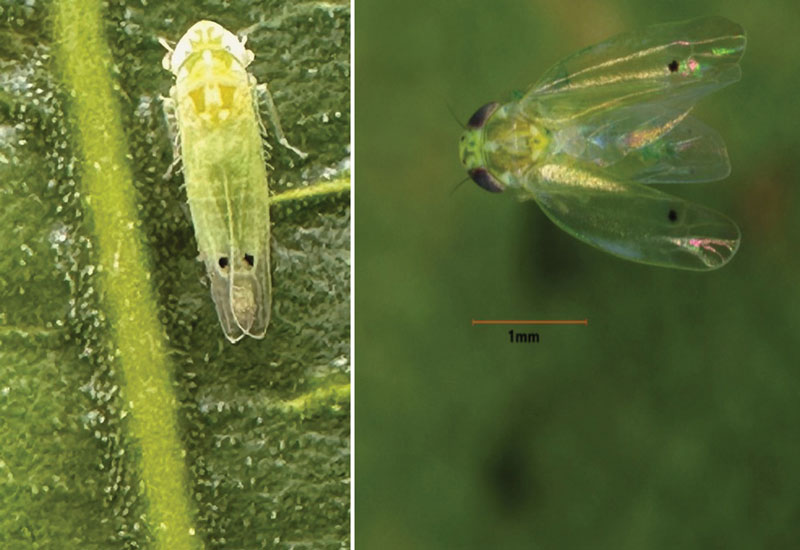 small light green bugs