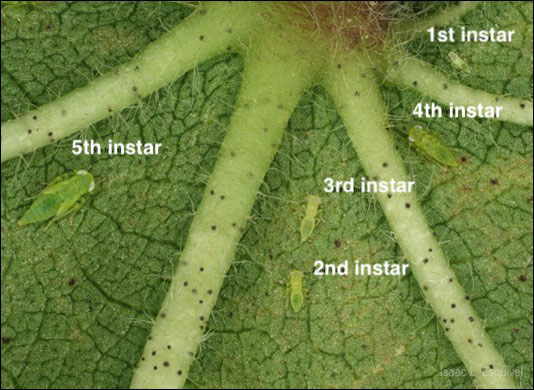 different stages of nymphs (small green bugs)