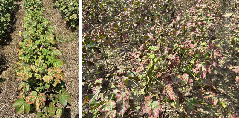 cotton field showing damage and leaf reddening