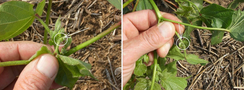 Cotton plant showing missing squares
