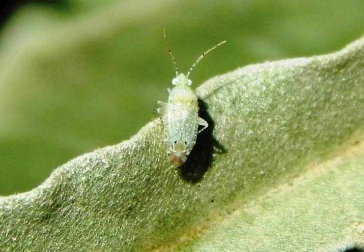small green bug