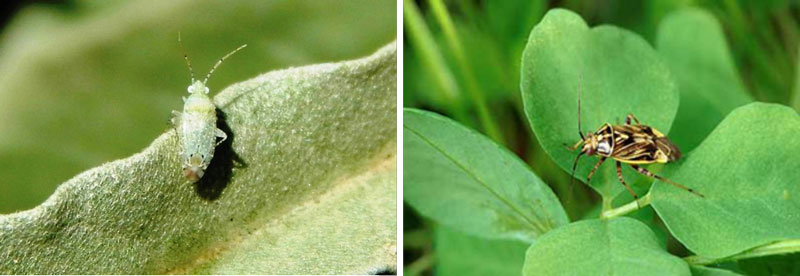 small green bug and small brown bug
