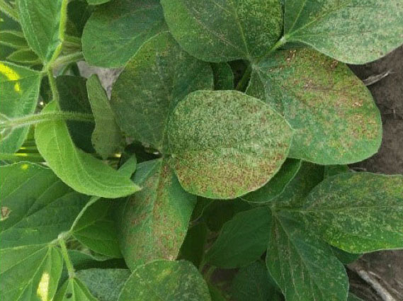 bronzed soybean leaves