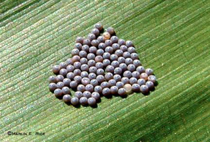 small gray eggs on corn leaf