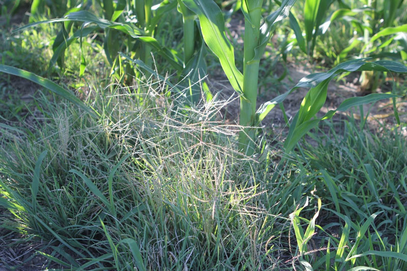 clumps of grasses