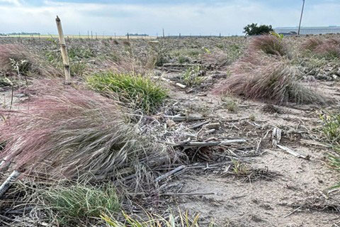 bunch perennial grasses in a field