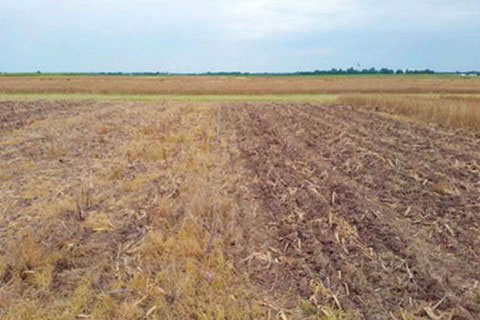 fallow field