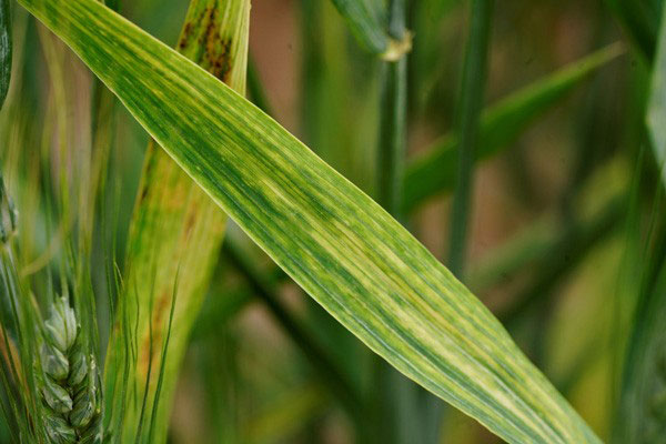 wheat leaf with yellow streaks