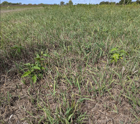 hayfield with weeds