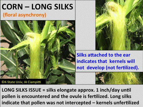 long corn silks