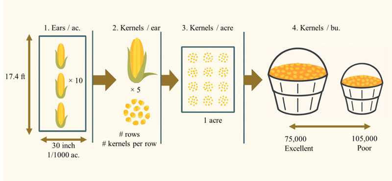 picture diagram of corn yield components