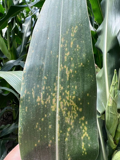 corn leaf with orange spores on the surface