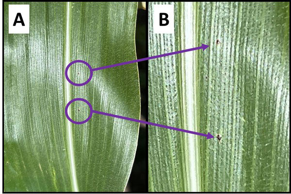 corn leaf with tiny black spots