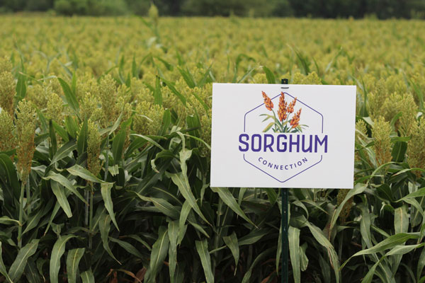 sorghum connection sign in a field