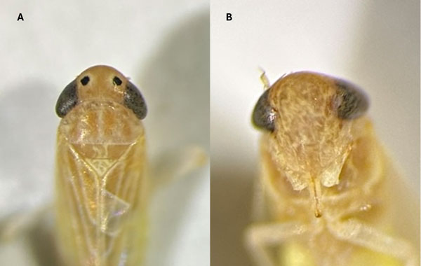 light colored insects