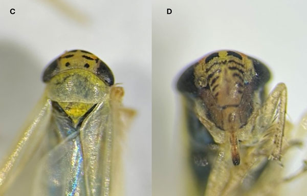 light colored insects with dark spots