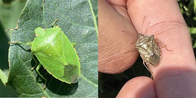 green bug and a brown bug