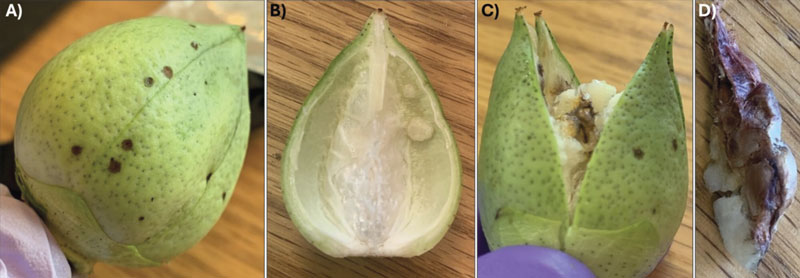 small green pod with insect damage