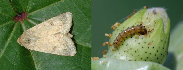 a moth and a caterpillar on a plant
