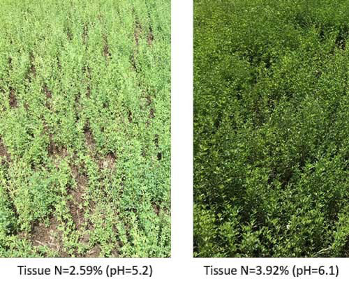 two fields of alfalfa