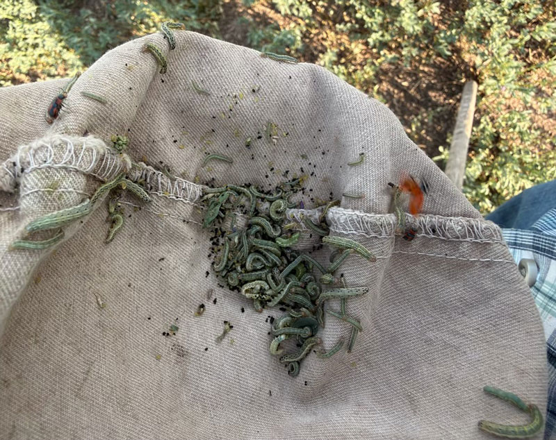 pile of caterpillars