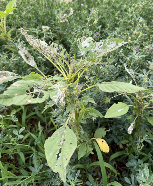 plant with insect damage on leaves