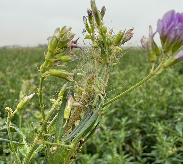 caterpillar resting inside a web on a plant