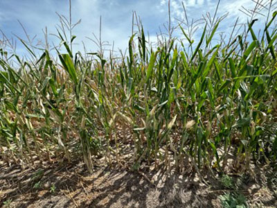 drought stressed corn