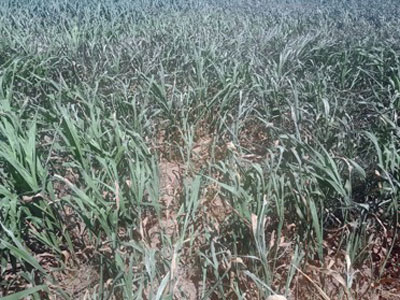 drought stressed crops