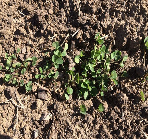 small green seedlings