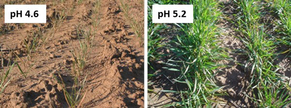 two photos of young wheat growing in different pH soils