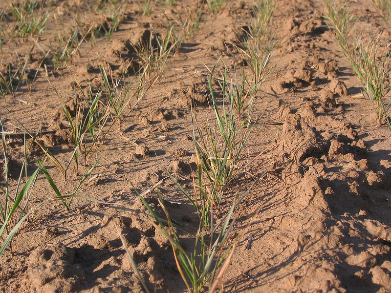 spindly wheat seedlings
