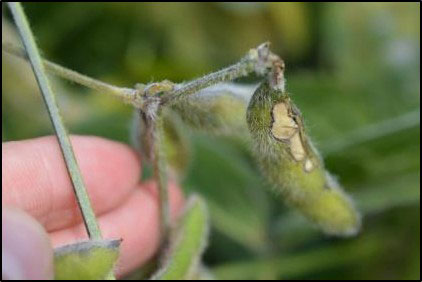 damaged soybean pod