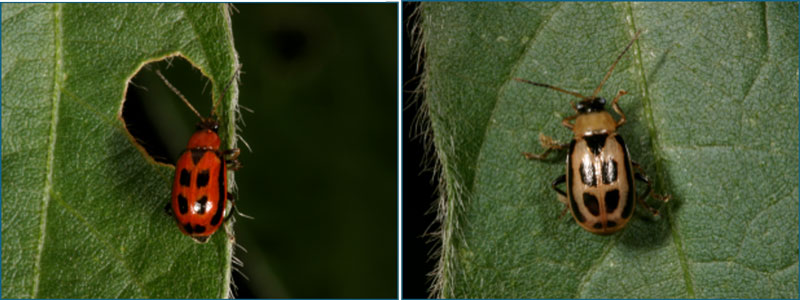 small bugs with blacks spots