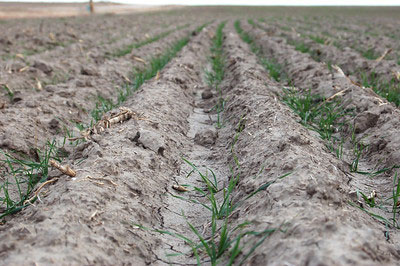 wheat seedlings