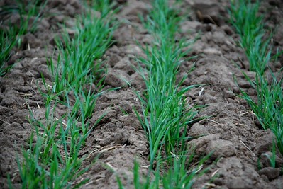 green wheat seedlings