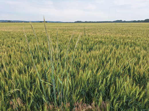 wheat field with rye in it