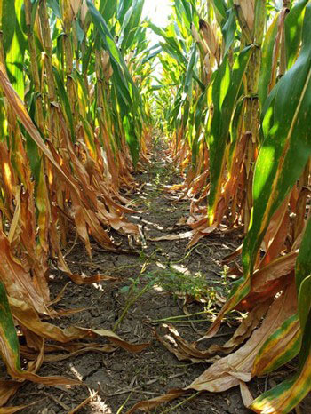 corn row with weeds