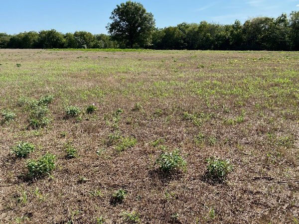 Patchy brome pasture