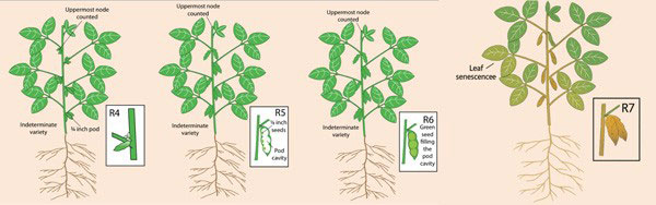 graphic with soybean yield parameters