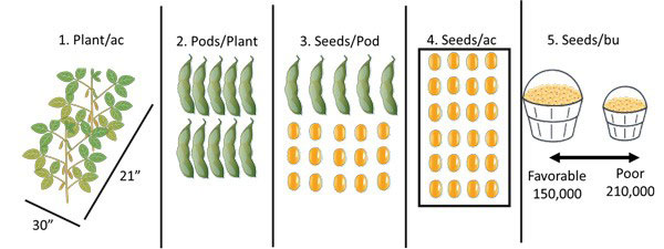 graphic of soybean yield components