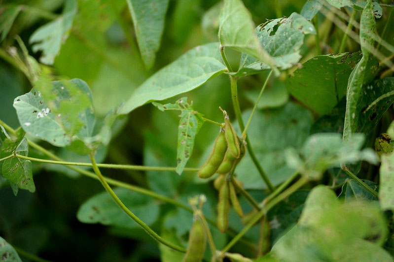 soybean pods