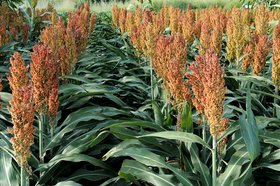 Sorghum field